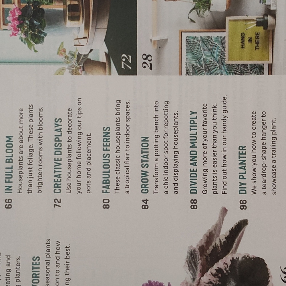 MAGAZINE: HOUSEPLANTS - Picture 7 of 15